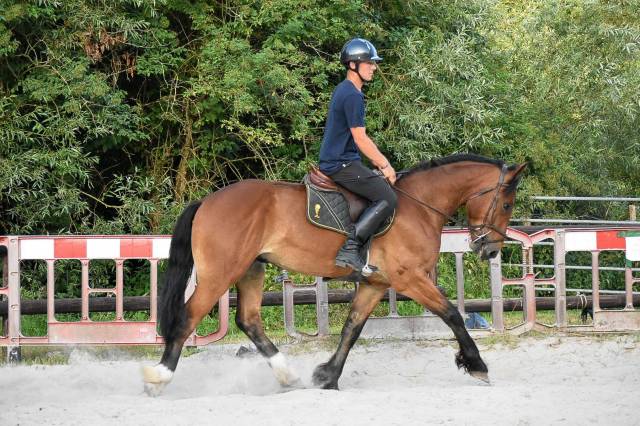 Vente hongre cob normand