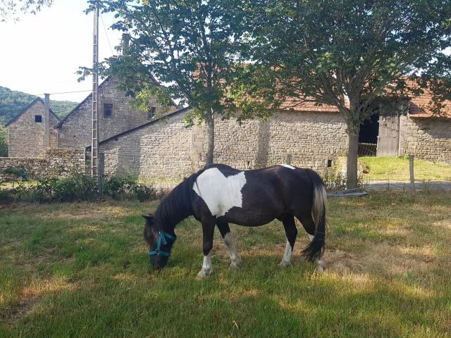 Poney hongre