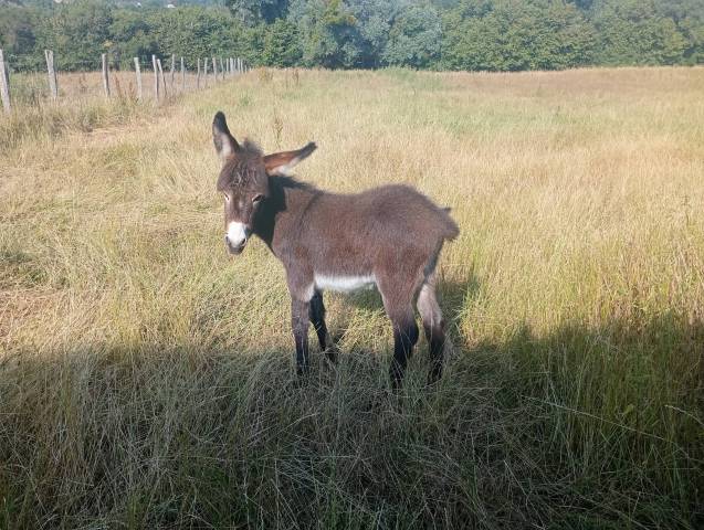 Jolie petiite anesse