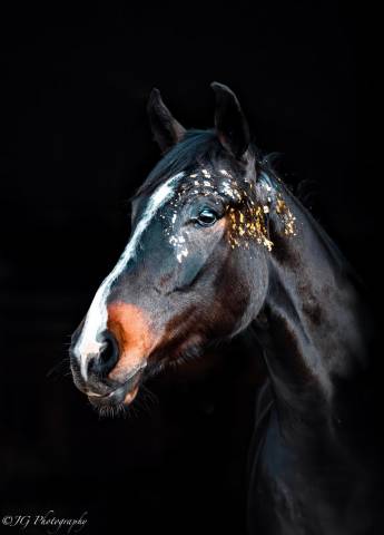 Cheval de sport irlandais - belle opportunité