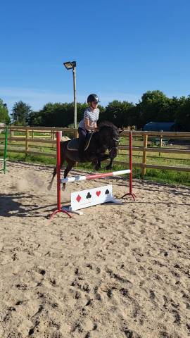 Poney b