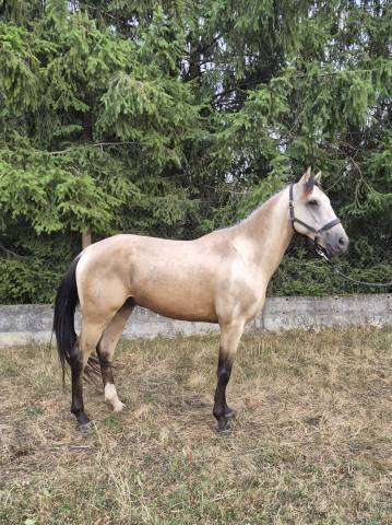 Hongre 6 ans cruzado portugais x lusitanien 