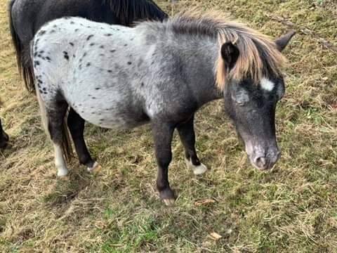 Poney type shetland
