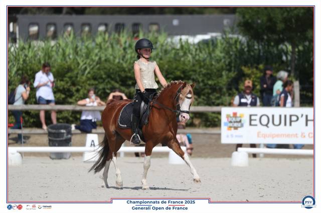 Poney welsh