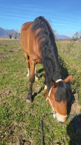Démi pension cheval 