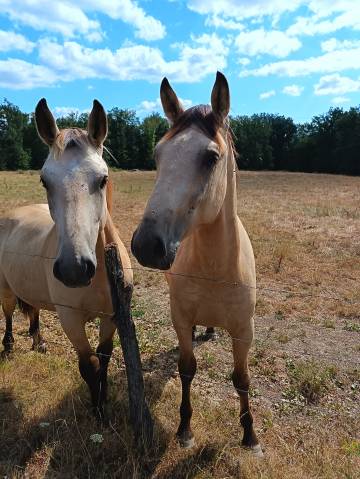 Grand d/petit cheval onc isabelle a vendre