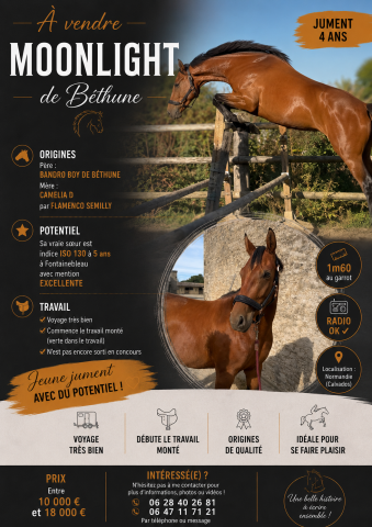 Jument de 4 ans à vendre 