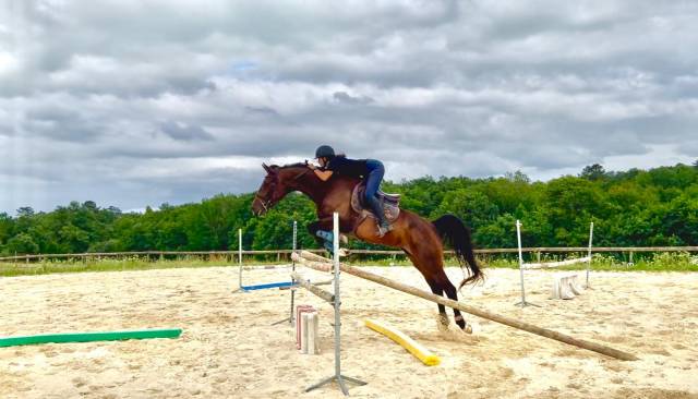 Jolie jument trotteuse !