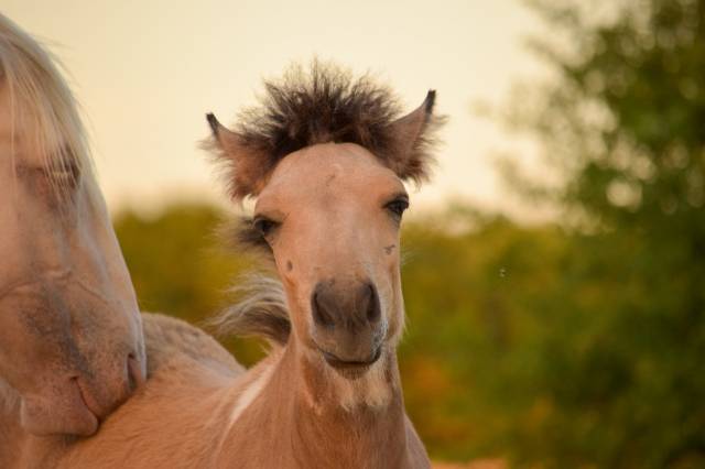 Poulain a réserver islandais x irish cob