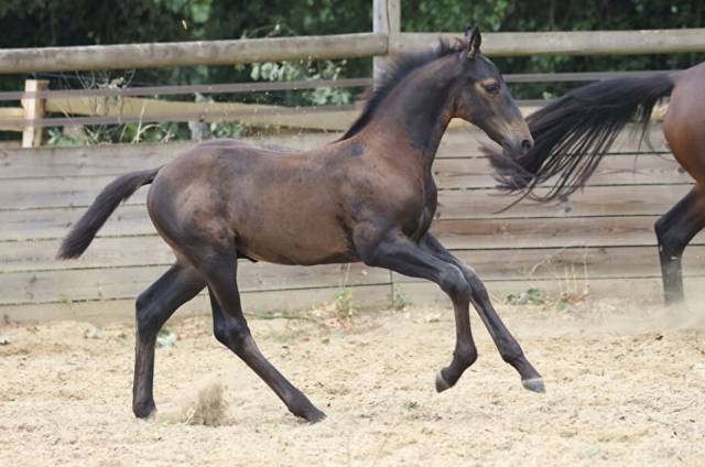 Poulain sf