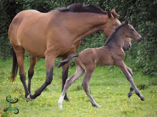 Poulain pur-sang lusitanien selectionné france dressage