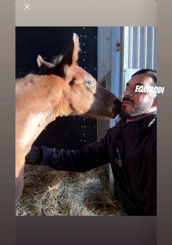 Sofien 37 ans disponible pour poste de palefrenier 
