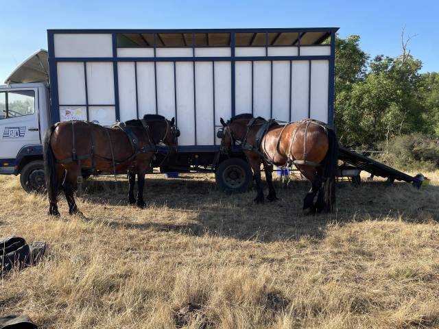 Camion bétaillère chevaux