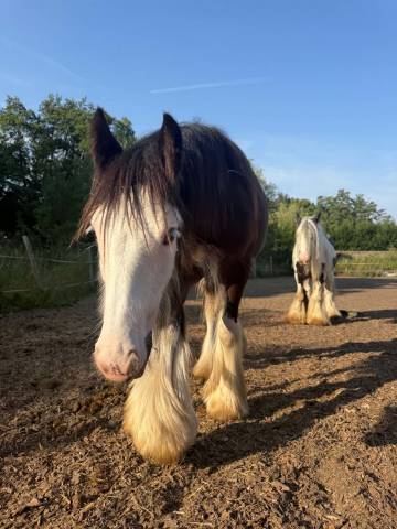 Poliche irish cob à vendre