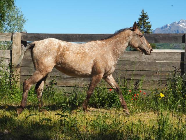 Poulain appaloosa 