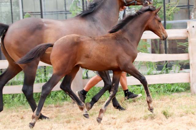 Pouliche de dressage pina colada x johnson