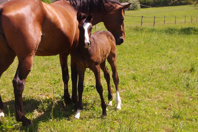 Foal par colestus x eldorado x quidam