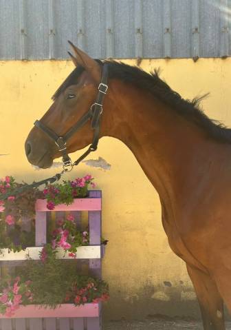 Noel de molion 3 ans , bai, toisera 165-170