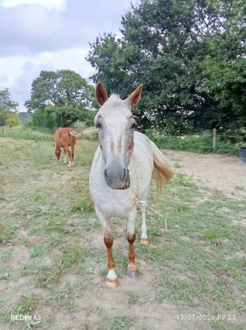 Ponette à vendre