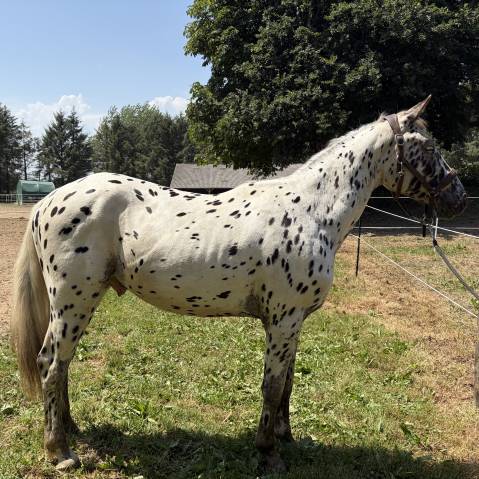 Oneshot de kermoal  - cheval à vendre 
