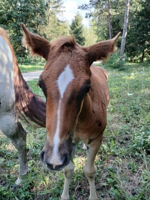Poulain paint horse oc