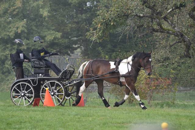 Cheval sport et loisirs - oc - 6 ans