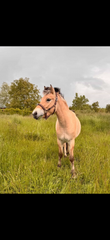 Poney à vendre fjord 3 ans 