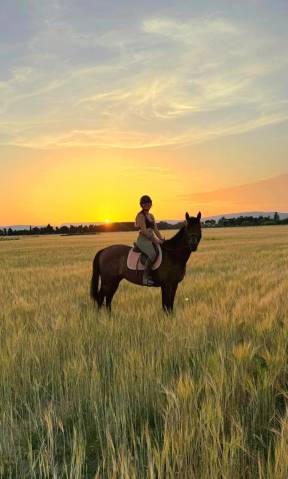 Cheval pp type sport