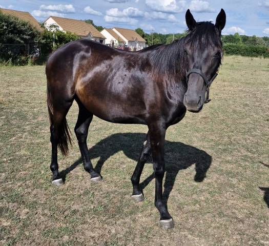 Aqps femelle 2 ans 