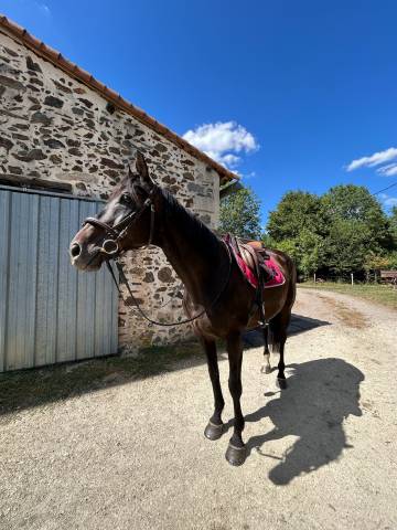 Cheval à vendre 