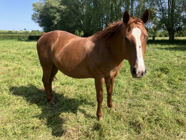 Jument poulinière qh