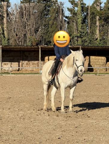 à vendre : hawaï du peticlaux