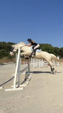 Cheval lusitianien dp ou 1/4