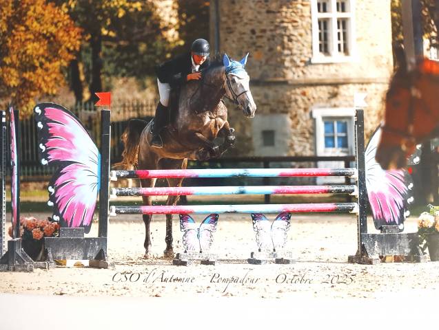 Hongre 6 ans cso
