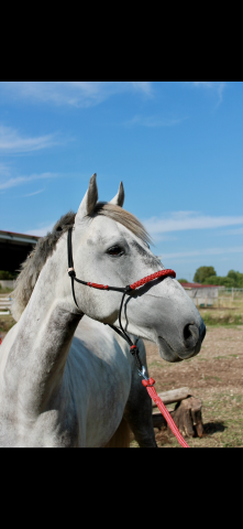 Super poney d a vendre