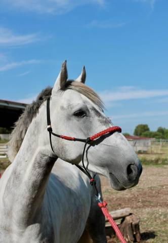 Poney d