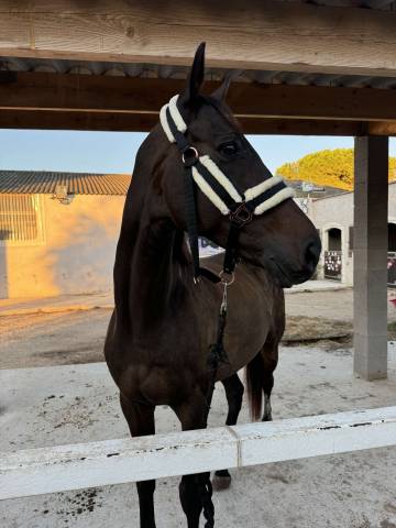Super cheval à vendre