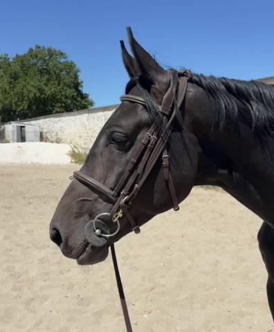 Pension chevaux à maisons-laffitte / paddock quotidien