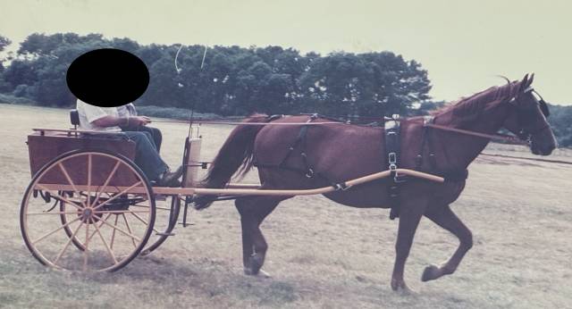 Attelage type anglais - 1 cheval + harnais complet cuir