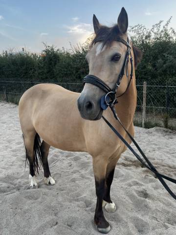 Poney d robe isabelle - 1m45 - par rasmus 