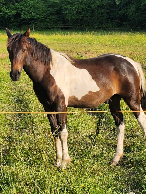Superbe poulain pre×paint horse oc