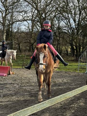 Cassanova – hongre welsh part-bred – 11 ans très gentil