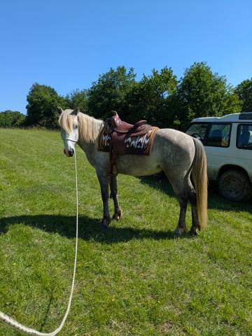 Hongre pp camargue