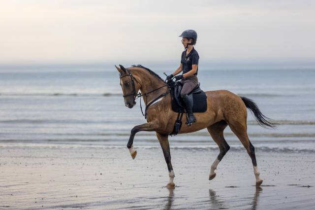 Jument akhal-teke 9 ans