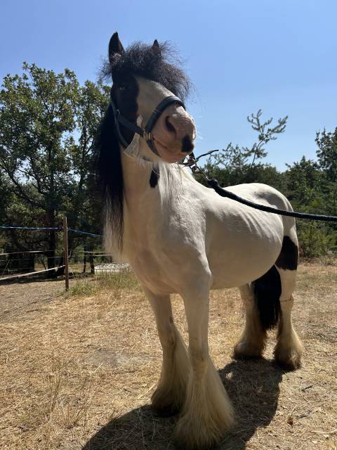 Jument irish cob pp pie tobiano 