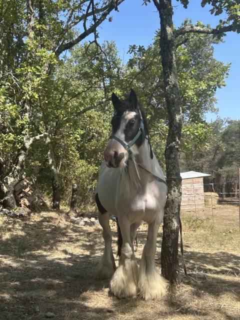 Jument irish cob pp pie tobiano 