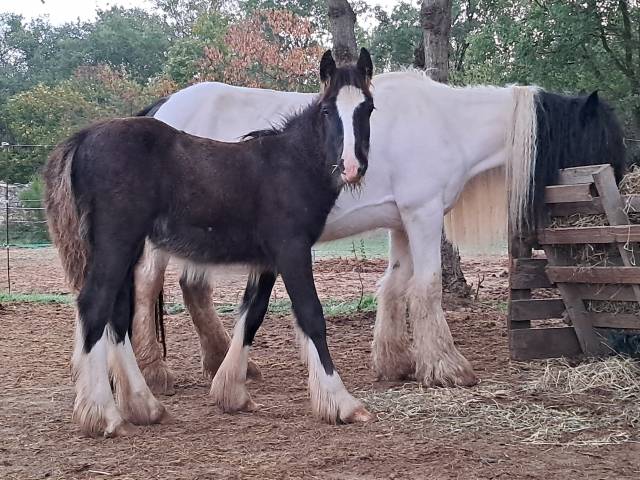 Poulain irish cob pp noir pangare