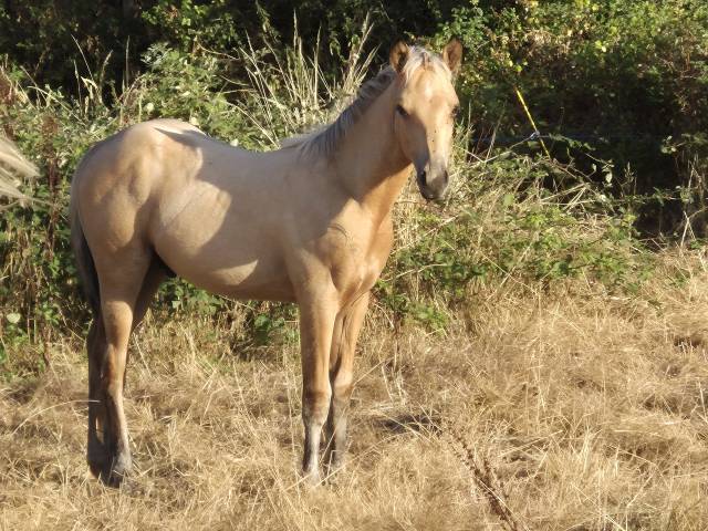 Poulain pp qh x connemara