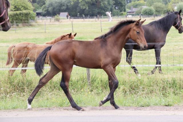 Superbe pouliche de dressage de dutch dream