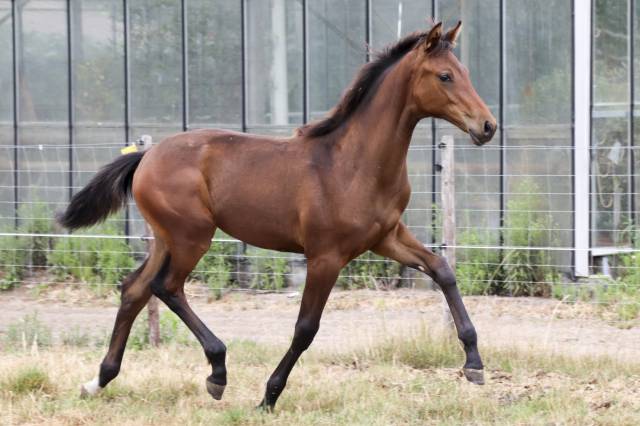 Superbe pouliche de dressage de dutch dream